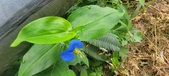 Enlarge photo 387