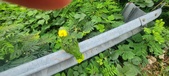 Enlarge photo 388