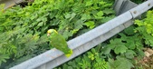 Enlarge photo 389