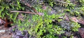 Enlarge photo 399
