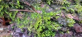 Enlarge photo 398