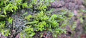 Enlarge photo 396