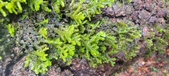 Enlarge photo 401