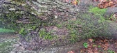 Enlarge photo 405