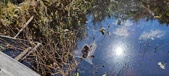 Enlarge photo 68