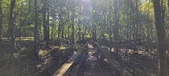 Enlarge photo 74