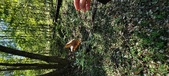 Enlarge photo 79