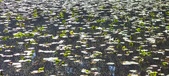 Enlarge photo 97