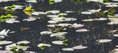 Enlarge photo 95