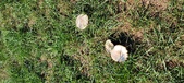 Enlarge photo 105