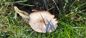 Enlarge photo 106