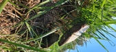 Enlarge photo 107