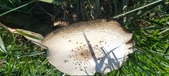 Enlarge photo 108