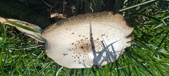 Enlarge photo 109