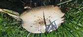 Enlarge photo 110