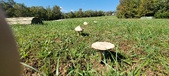 Enlarge photo 118