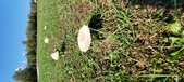 Enlarge photo 122