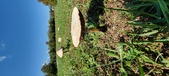 Enlarge photo 126