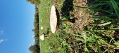 Enlarge photo 125