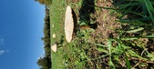 Enlarge photo 160