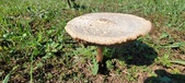 Enlarge photo 159