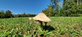 Enlarge photo 157
