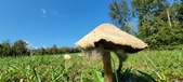 Enlarge photo 156
