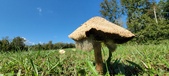 Enlarge photo 155