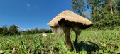 Enlarge photo 154