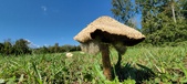 Enlarge photo 153
