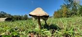 Enlarge photo 150