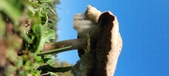 Enlarge photo 148