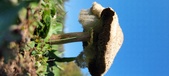 Enlarge photo 145