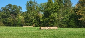 Enlarge photo 164