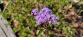 Enlarge photo 174