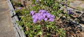 Enlarge photo 175