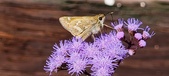 Enlarge photo 180