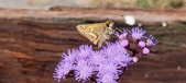 Enlarge photo 179