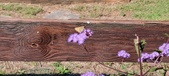 Enlarge photo 178