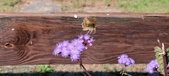 Enlarge photo 177