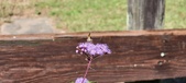 Enlarge photo 184