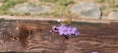 Enlarge photo 183