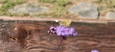 Enlarge photo 182