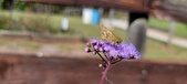 Enlarge photo 181