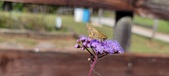 Enlarge photo 188