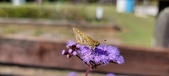 Enlarge photo 187