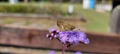 Enlarge photo 186