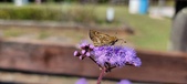 Enlarge photo 185