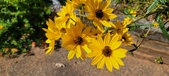 Enlarge photo 189
