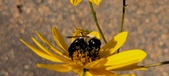 Enlarge photo 195